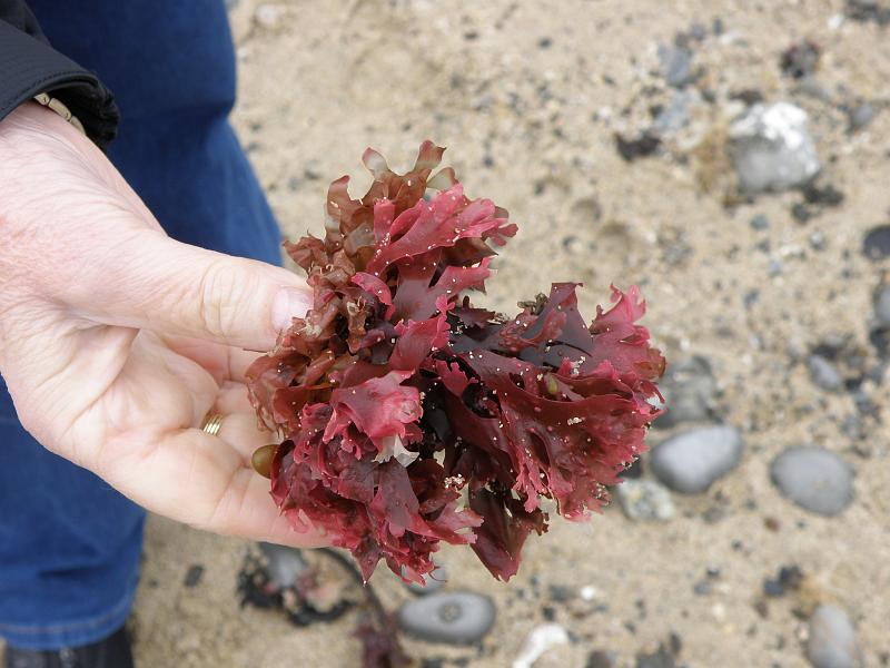 P6182063 Fitzgerald Reserve.JPG